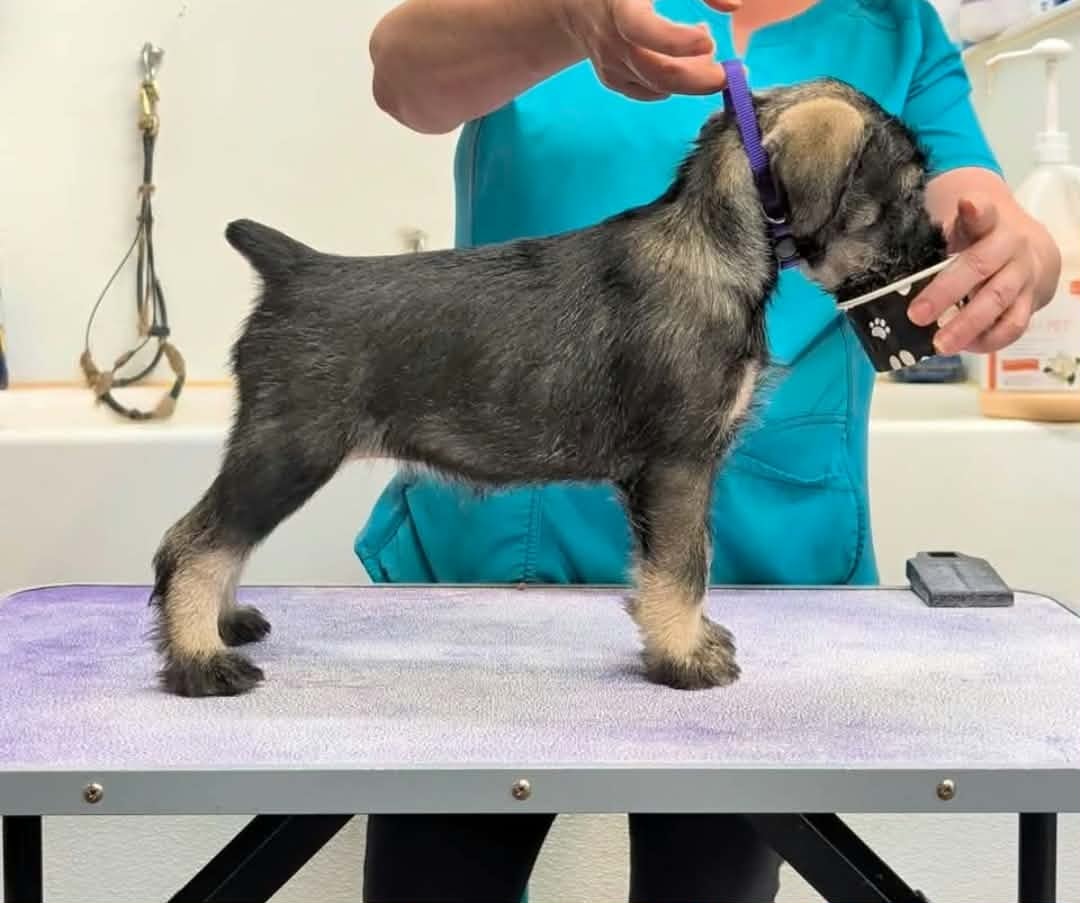 Brie standing in profile on a grooming table